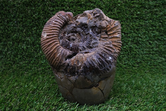 Amonit v Septárii - menhir