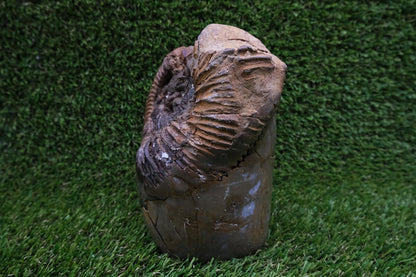 Amonit v Septárii - menhir